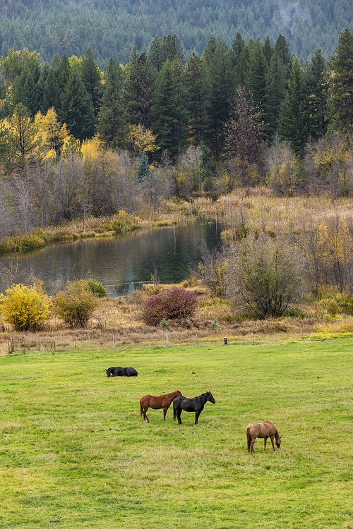 A small group of horses graze in a field near Winthrop, Washington.