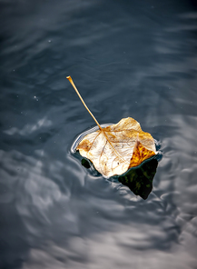 A fine art image of a yellow leaf floating in calm water.