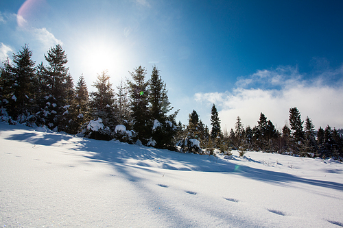 Snow covered mountain slope with coniferous trees and trails on the snow
