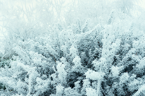 Winter nature background with twigs  covered in white hoar frost