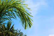Green tropical palm trees in the blue sunny sky background with copy space