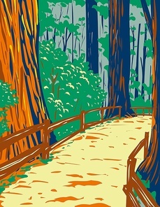 WPA poster art of redwood trees in Muir Woods National Monument in Golden Gate National Recreation Area, San Francisco , California, United States done in works project administration style.