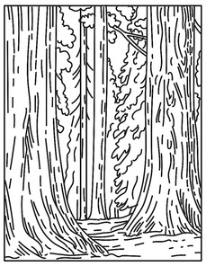 Mono line illustration of groves of giant sequoias or redwoods in Sequoia National Park in Sierra Nevada in California United States of America done in retro black and white monoline line art style.