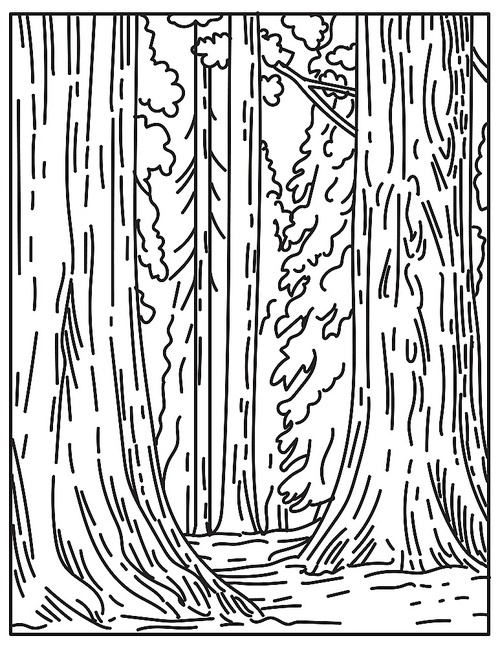 Mono line illustration of groves of giant sequoias or redwoods in Sequoia National Park in Sierra Nevada in California United States of America done in retro black and white monoline line art style.