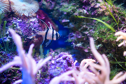 Amazing coral reef aquarium moment