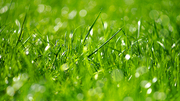Green grass with morning dew bokeh. Art natural backgrounds