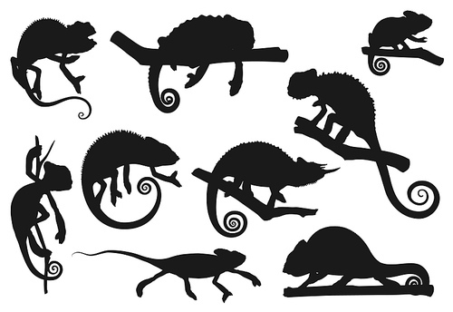 Chameleon lizard, animal reptile silhouettes icons, vector. Cartoon chameleon or cameleon in camouflage sitting on tree branch, jungle tropical lizard and exotic pet, zoology park or wildlife nature