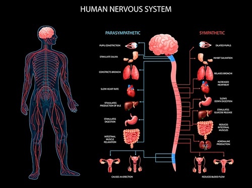 Human body nervous system sympathetic parasympathetic charts with realistic organs depiction anatomical terminology black background vector illustration