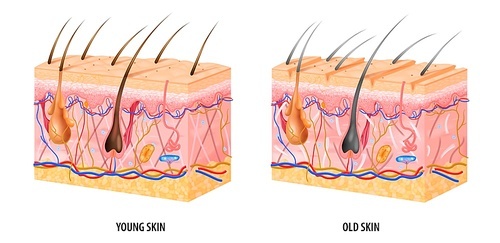 Anatomical structure of young and old skin realistic isolated vector illustration