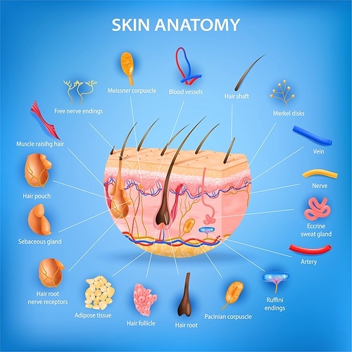 Skin anatomy realistic background with layers and labeled parts vector illustration