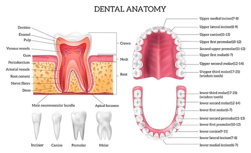 Tooth anatomy infographics with labelled teeth types and oral cavity structure realistic isolated vector illustration