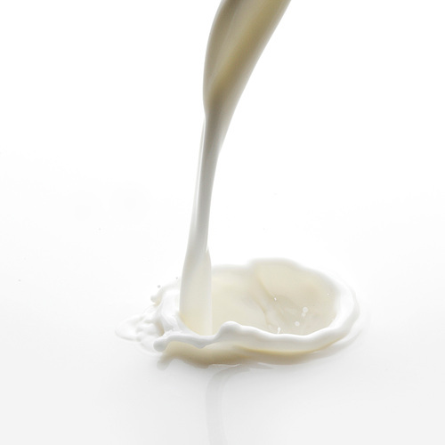 Pouring milk splash isolated on white macro