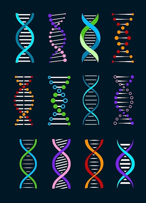 DNA helix isolated vector icons of genetics and biotechnology science. Spiral strands of gene legacy, double helix of human DNA molecule with colorful chromosomes and atoms