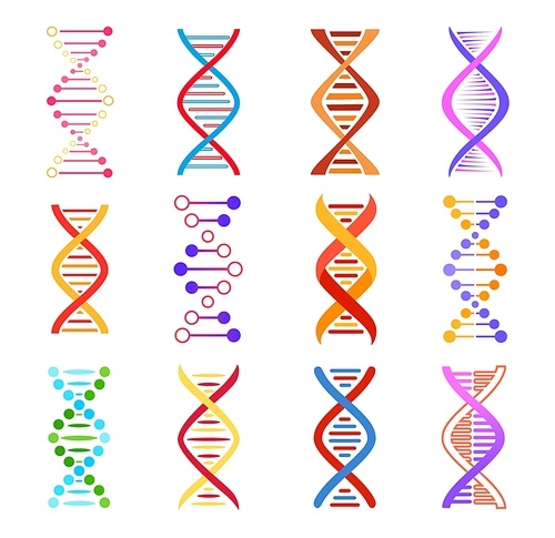 Dna helix icons, genetic medicine vector signs. Spiral molecule structure, science and scientific research, Colorful Dna design elements, human gene code evolution symbols isolated on white
