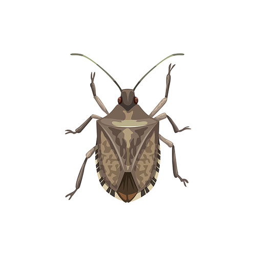 Shield bug icon, pest control insects extermination and disinsection service, vector. Agriculture and garden insect disinfection, shield bug pesticide and plants parasites disinfestation pest control