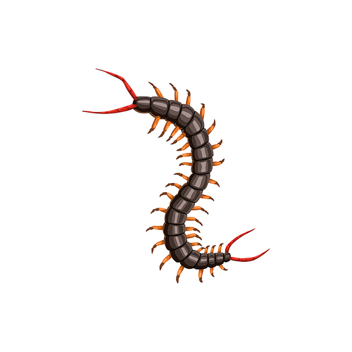 Centipede icon, pest control insects disinsection and extermination, vector. Centipede insect, agriculture and gardens pesticide disinfection, domestic parasites sanitary disinfestation pest control