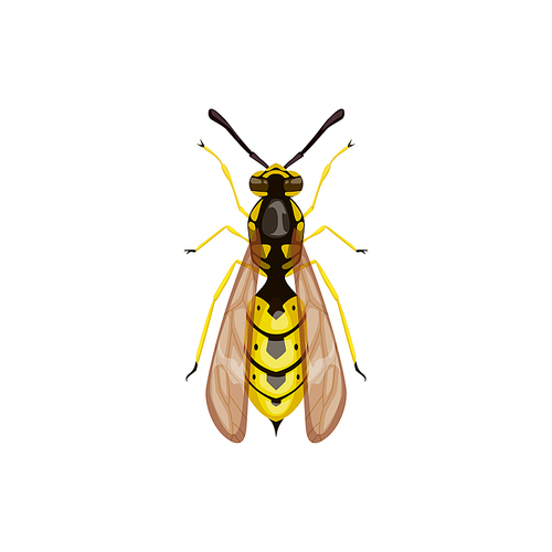 Wasp icon, pest control insect parasite, hornet vector isolated. Pest control disinsection, disinfection and extermination symbol, agriculture insects pesticide disinfestation