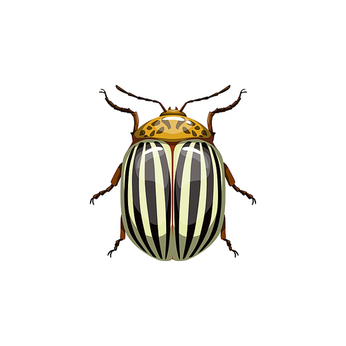 Colorado beetle, insect parasite bug pest control and agriculture disinsection service, vector isolated. Colorado potato beetle and vermin parasite insect pesticide pest control