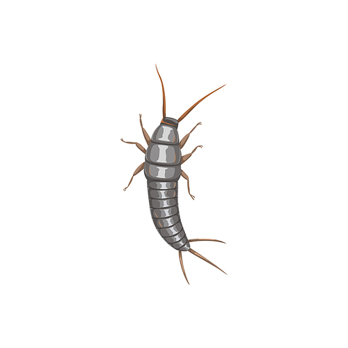 Silverfish or firebrat icon, insect pest control disinsection and extermination, vector. Silverfish firebrat insect, domestic parasites disinfection and agrarian pesticide pest control disinfestation