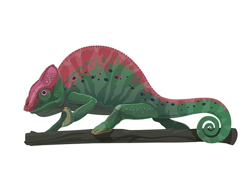 chameleon lizard animal on tree branch vector design of cartoon reptile with green camouflage skin , black and purple spots, curved tail, legs. tropical jungle chameleon, exotic nature design
