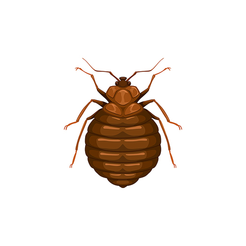 Bedbug icon, insect parasite or bed bug, pest control and domestic disinsection service, vector isolated. Bed bug or chinch crum insect parasite, disease prevention and health sanitary disinfection