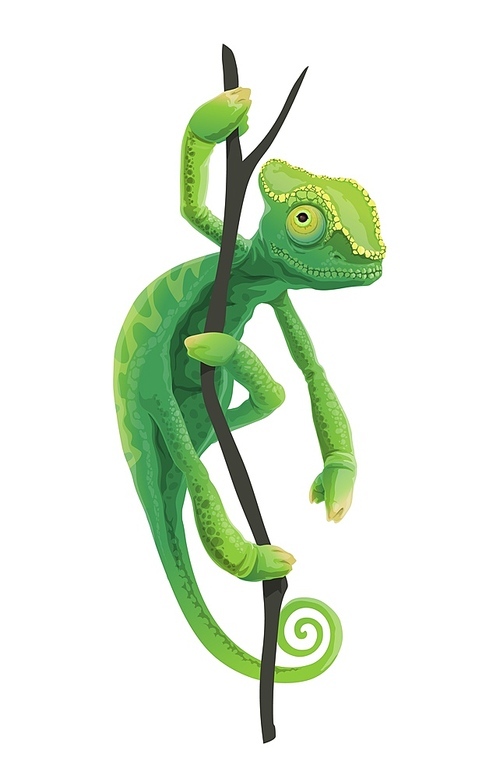 Cute green chameleon sitting on tree branch. Exotic lizard pet, tropical forest reptile or zoo Africa or Madagascar jungles animal. Chameleon lizard with green scales and spiral tale climbing on tree