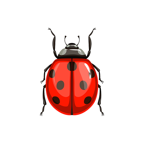 Ladybug beetle, insect parasite bug pest control and agriculture disinsection service, isolated vector. Ladybird beetle or Coccinellidae vermin parasite, insect pesticide pest control symbol
