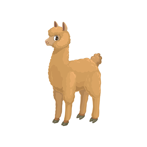 Llama alpaca isolated cartoon animal of camel family, hoofed quanaco. Vector beige alpaca or lama, South American domesticated pack animal. LLama baby character, guanaco wild lama, mountain sheep