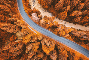 Aerial view of road in beautiful orange forest at sunset in autumn. Colorful landscape with roadway, pine trees in Carpathian mountains in fall. Top view from drone of winding road in Europe. Travel
