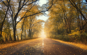 Autumn forest in fog with country road at sunset. Colorful landscape with rural road in tunnel of trees, orange leaves in fall. Travel. Autumn colors. Amazing forest with vibrant foliage and sunlight