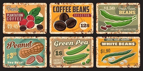 Bean, peanut, coffee and green pea tin signs of vector farm food and legume. Fresh coffee beans and berries, green pods, leaves and groundnut shells, vintage banners of farm market or grocery design