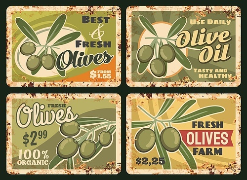 organic farm olive oil rusty metal plate. vector bunch of ripe, green olives on tree branch with leaves. olive farm healthy product, harvest grunge tin sign, oil price tag with rust texture