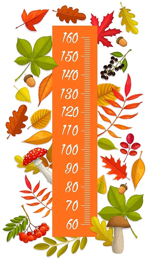 Kids height chart growth measure autumn leaves, berries, mushrooms and acorns. Vector wall sticker pediatric meter for children height measurement with cartoon autumnal plants. Stadiometer scale