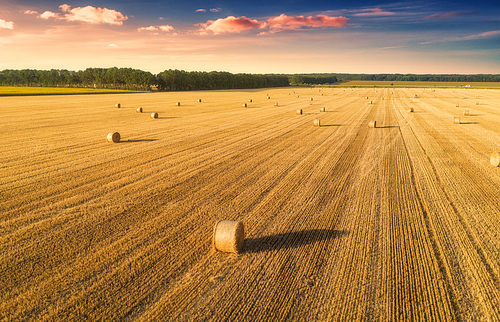 Aerial view of hay bales at sunset in summer. Top view of hay stacks. Agriculture. Field after harvest with hay rolls. Landscape with farm land, straw and meadow. Grain crop, harvesting yellow wheat