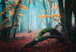 Dreamy autumn forest in blue fog. Colorful landscape with beautiful enchanted trees with orange foliage and red leaves on the branches. Amazing scenery with mystical foggy forest. Fall colors. Nature