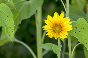 A small pretty yellow sunflower in the garden.