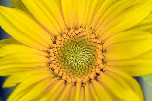 Extreme close up of a bright yellow sunflower.