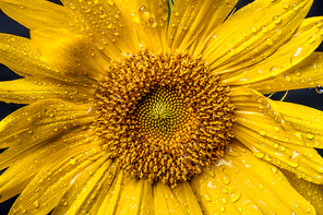 Extreme close up of a bright yellow sunflower with water drops on it.