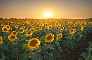 Meadow of sunflower at sunset. Composition of nature.