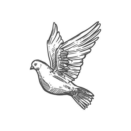 dove of peace, christian religious symbol of . and belief. vector christianity orthodox and catholic religion pigeon bird icon