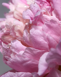 Rose bud of fresh peony with dew drops. Floral background. Macro photo