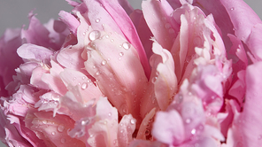 Macro photo of a pink peony gray background. Beautiful shiny drops of water on a flower petals. Blossoming background