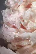 Delicate light pink peony flower with clean dew drops on a gray background macro photo. Natural background as a layout for your ideas