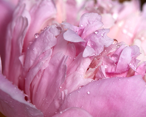 Macro photo of a natural pattern of pink peony petals with clean water drops. Floral background