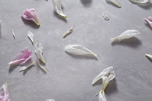 A pattern of delicate white and pink peony petals on a gray concrete background copy space for text. Flat lay