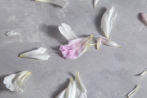 Floral background from a pattern of white and pink petals of a peony on a gray concrete background. Copy space for text. Flat lay