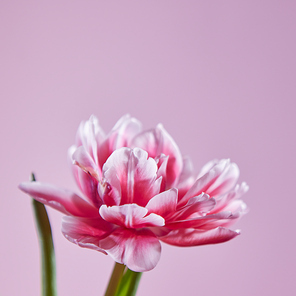 Close-up of a beautiful bright pink tulip on a pink background. Postcard to Valentine's day