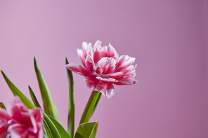 Spring composition of pink white tulips with green leaves on a pink background with copy space. Happy mother's day.