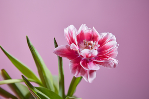 A tender pink flower of a tulip with green leaves on a pink background. Spring time, holiday postcard