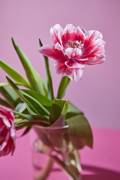 Flower composition of pink white tulips in a glass vase on a pink background. Photo as a postcard to mother's day
